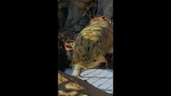 Добывающий мясо степной кот стал звездой соцсетей: видео