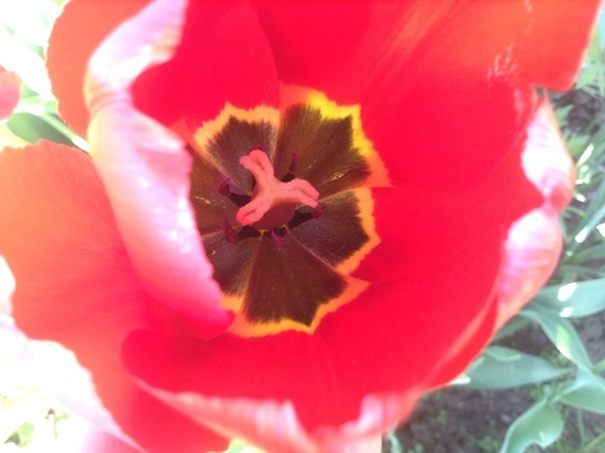 Появился список официальных мест торговли цветами в Смоленске