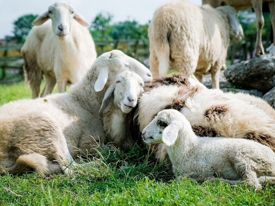 Депутат назвал утопией миллион голов овец в Забайкалье к 2035 году