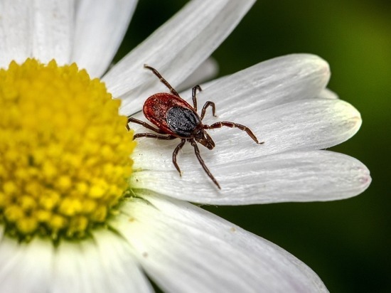 Редакция «МК в Хабаровске» рассказывает, чем опасен укус клеща