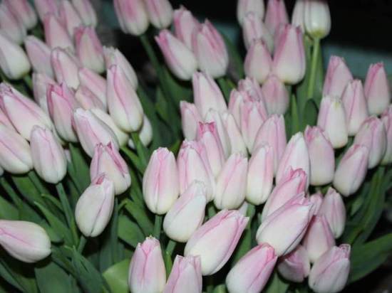 На Ямале в колонии вырастили 5 тысяч тюльпанов к 8 марта