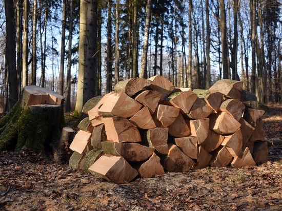 В Краснодарском крае мужчин подозревают в нелегальной вырубке более 340 деревьев