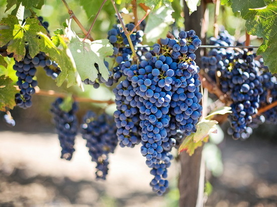 Диетолог Гинзбург советует миндаль и виноград как средства от бессонницы
