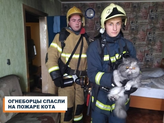 В Курске из горящего дома эвакуировали 20 человек и спасли одного кота