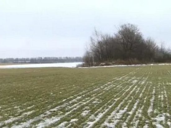 В Тамбовской области зафиксировали стопроцентное сохранение озимых культур