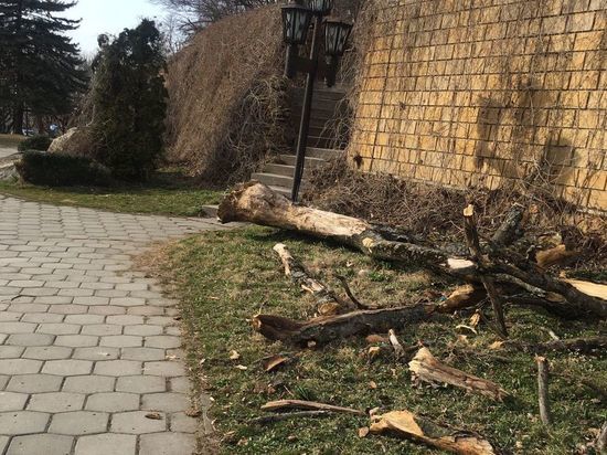 Сильный ветер валит деревья в Железноводске