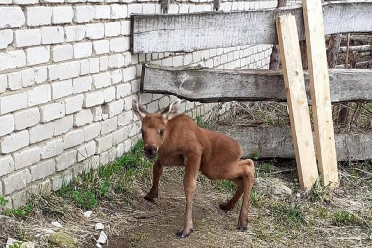 Костромские трагедии: собаки задрали лосёнка с Сумароковской лосефермы