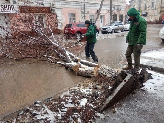 «Астрахань усыпана сломанными деревьями»: коммунальщики срочно убирают город