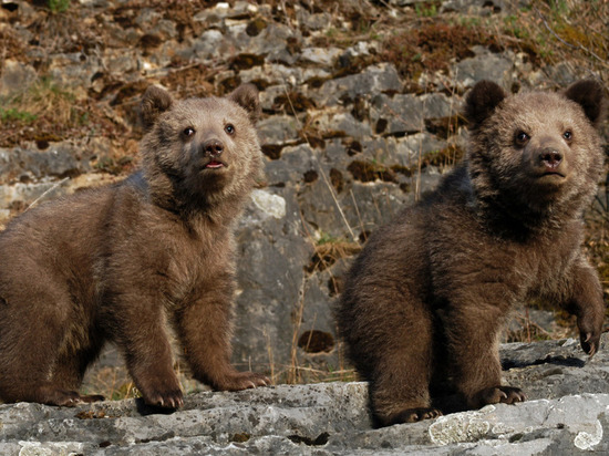 Спасенных в Новгородской области медвежат-сирот отвезли в тверской приют