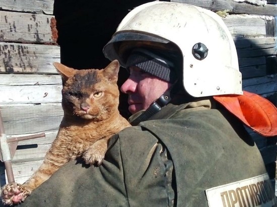 Житель Кирова спас выпавшего с 5 этажа кота