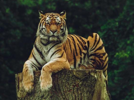 Посетитель бостонского зоопарка пытался войти в клетку с тигром