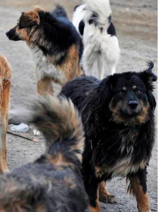 Специалисты Костромскогоцентра передержки животных избавили Шарью от бродячих собак
