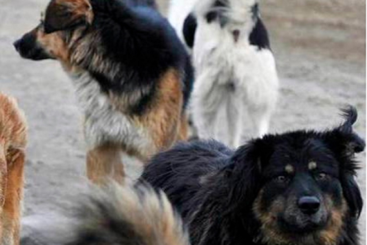 Специалисты Костромскогоцентра передержки животных избавили Шарью от бродячих собак