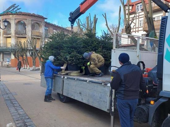 В Зеленоградске начали высаживать новогодние пихты