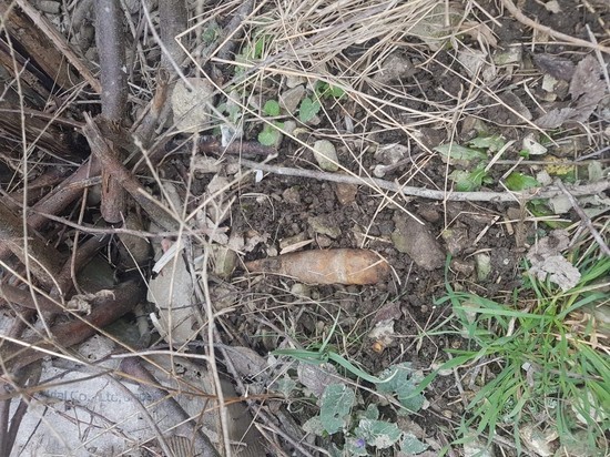 Сотрудники Росгвардии обнаружили снаряд времён ВОВ на кладбище в Геленджике