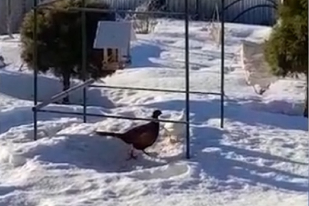 Костромскую деревню Тепра осваивают фазаны