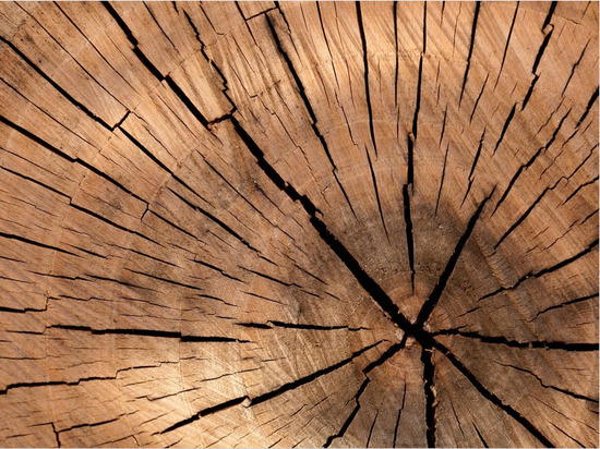 Минпромторг предложил запретить продажу древесины в недружественные страны