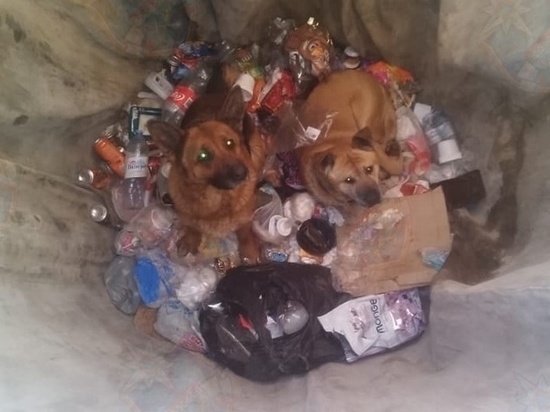 Спасатели помогли собакам, провалившимся в мусорный контейнер в Лодейном Поле