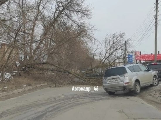 В Курске упавшее дерево затруднило движение на проезде между улицами Энгельса и Заводской