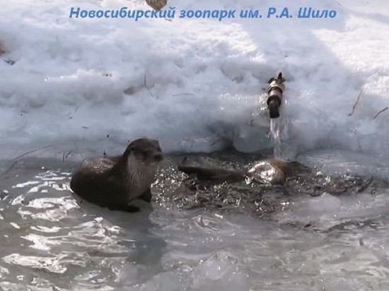 В Новосибирском зоопарке выдры устроили весенние купания в мартовские морозы