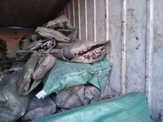 Омское управление Россельхознадзора развернуло обратно в Казахстан грузовик с 15 тоннами рыбы