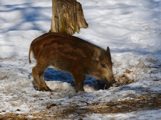 В Карелии стадо диких кабанов перегородило дорогу
