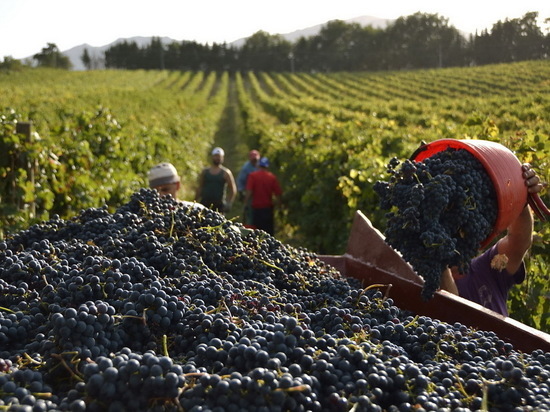 In vino veritas: что мешает виноделию Казахстана?