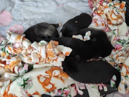 В Салехарде пакет с новорожденными щенками выбросили в лес