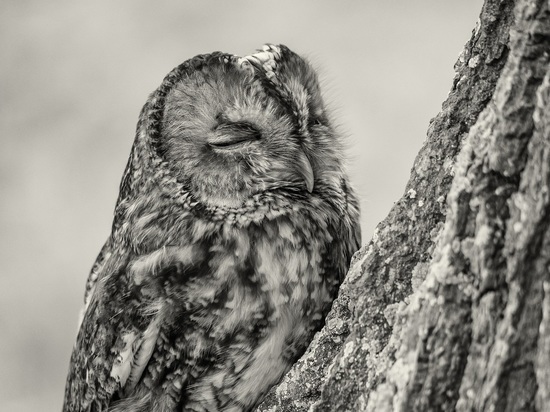 В Карелии сфотографировали птицу из Красной книги