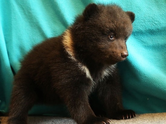 Новгородцы выбрали имена для спасенных в Шимском лесу медвежат