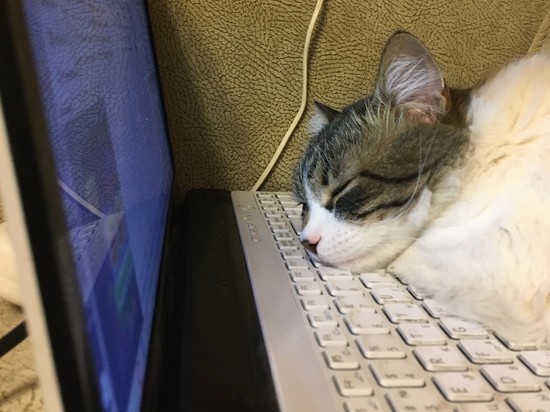 В Смоленске завели уголовное дело о «брокерском» мошенничестве