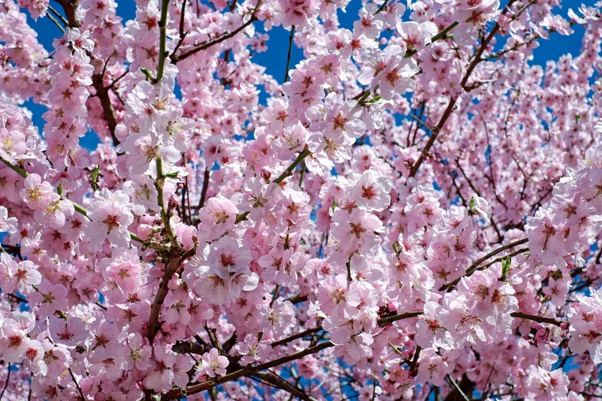 Цветение вишни фото в россии