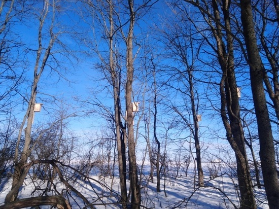 Суровая белгородская весна может погубить вернувшихся перелетных птиц