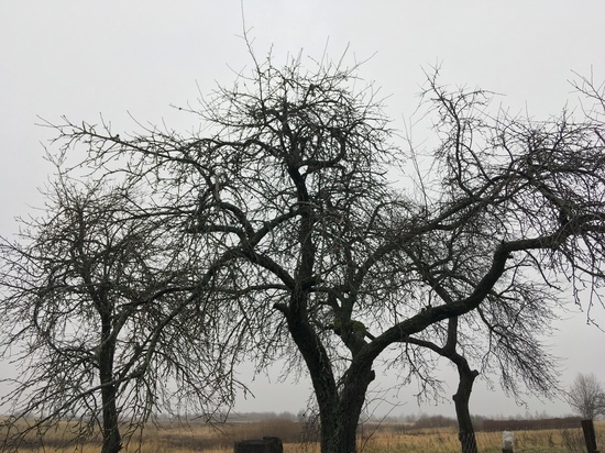 Смоленское «Яблоко» в сомнениях: «Можно думать - опасно говорить»