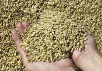 Правительство России ввело временный запрет на экспорт зерна в страны Евразийского экономического союза (ЕАЭС)