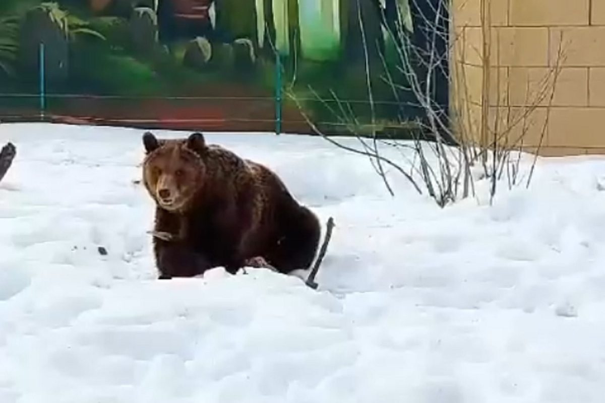 В Костромском зоопарке вышли из зимней спячки медведи