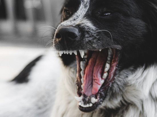 Более 154 случаев укусов собак зафиксировано в Забайкалье с начала года