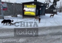 Читатель группы «Chita Today» 16 марта поделился новым случаем нападения собак на жителей Соснового бора