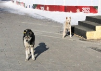 Следователи проверят факты нападений собак на ребёнка в читинском микрорайоне Гвардейский посёлка Каштак