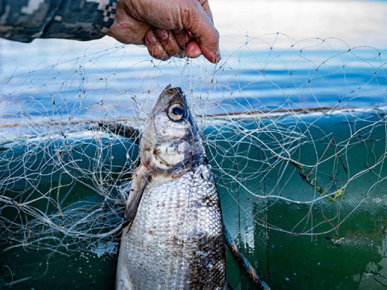 38 рыбодобывающих компаний Ямала получат финансовую господдержку