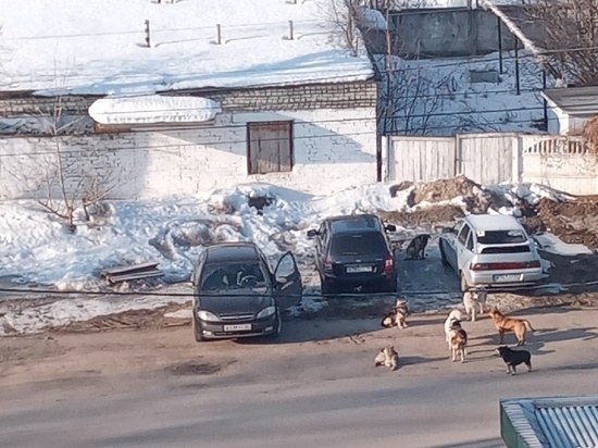 Под Рязанью заметили опасную стаю бездомных собак