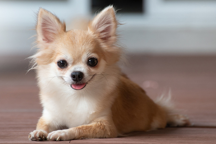 Кинологи рассказали про наиболее популярные мифы про собак мелких пород