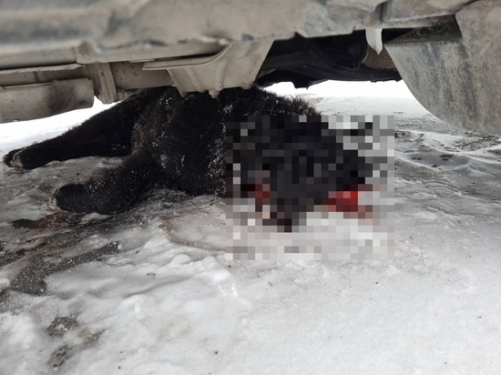 В Лабытнанги еще одна собака погибла от рук догхантеров
