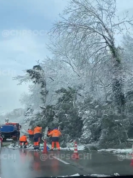 На трассу в Хостинском районе Сочи рухнуло дерево