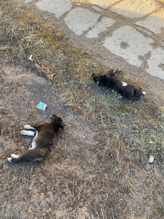 Полиция возбудила уголовное дело по факту убийства трех щенков в Порхове