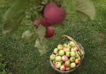 Небывалый урожай ягод, фруктов и овощей предсказывают в этом году специалисты Тимирязевской сельхозакадемии