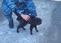 Кошка-«наркокурьер» была задержана в одной из колоний в Казани при попытке передать запретное зелье заключенным