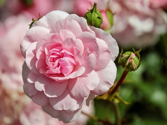МК в Тамбове советует: весной розам требуется определённая обработка
