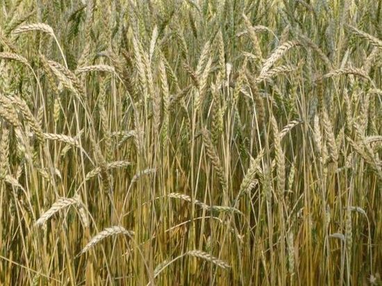 Власти Омской области приняли меры по усилению контроля над экспортом зерна