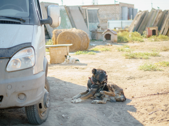 «Ирина вернулась вся ободрана»: в Астрахани собаки чуть не растерзали ребенка и журналиста
